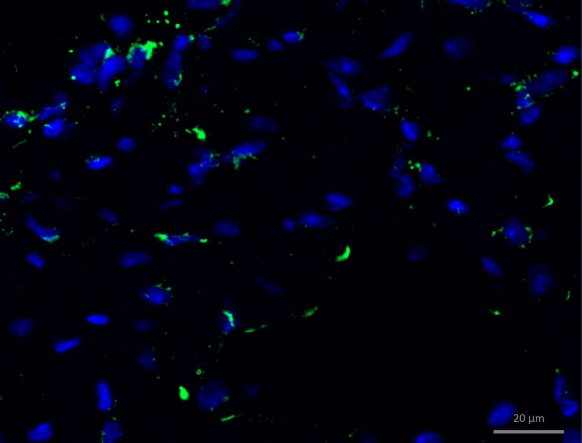 Mouse CD3 Antibody MAB4841