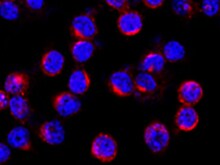 Mouse CD3 Antibody MAB4841R