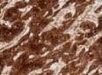 Human ISG15/UCRP Antibody MAB4845