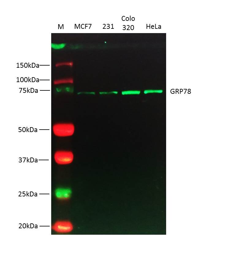 Human GRP78/HSPA5 Antibody MAB4846