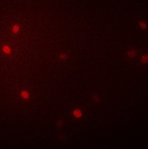Mouse Cyr61/CCN1 Antibody MAB4864