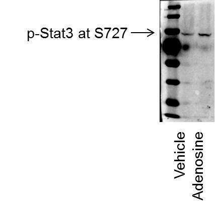 Human Phospho-STAT3 (S727) Antibody MAB4934