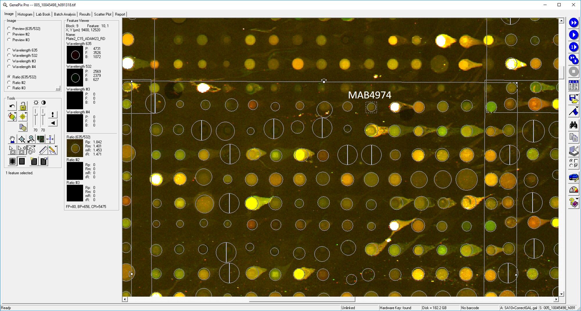 Human ADAM23 Antibody MAB4974