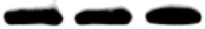Mouse CXCL16 Antibody MAB503
