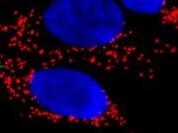 Human CD63 Antibody MAB50481