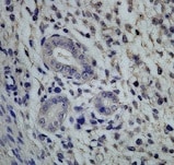 Human CD63 Antibody MAB50482