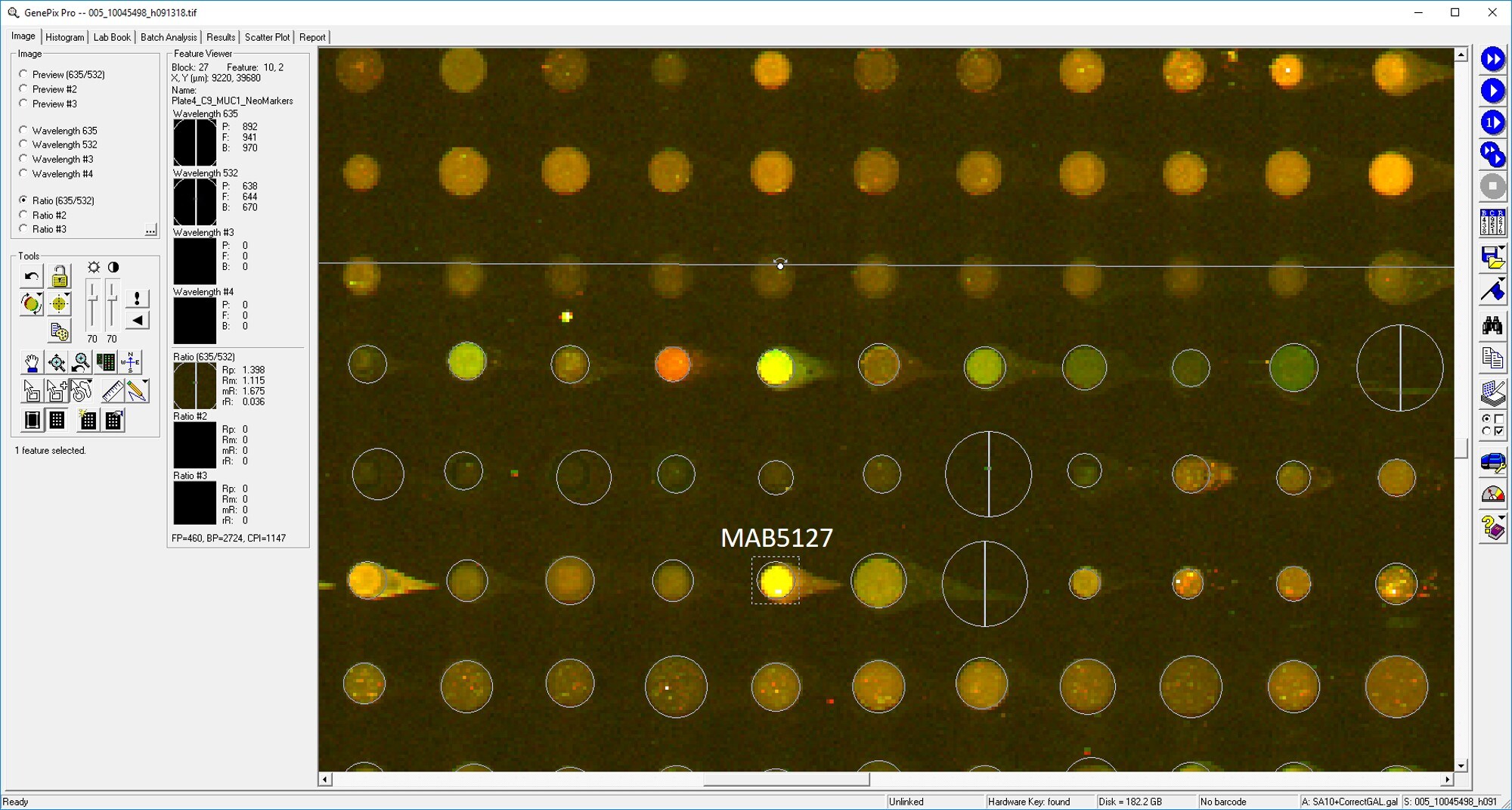 Human/Mouse/Rat CrkL Antibody MAB5127