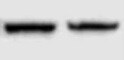 Human/Mouse VAMP‑2 Antibody MAB5136