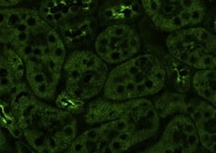 Mouse Uromodulin Antibody MAB5175