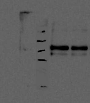 Mouse Uromodulin Antibody MAB5175