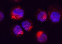 Rat GM‑CSF Antibody MAB5181