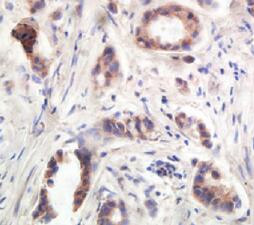 Human EphA10 Antibody MAB5188