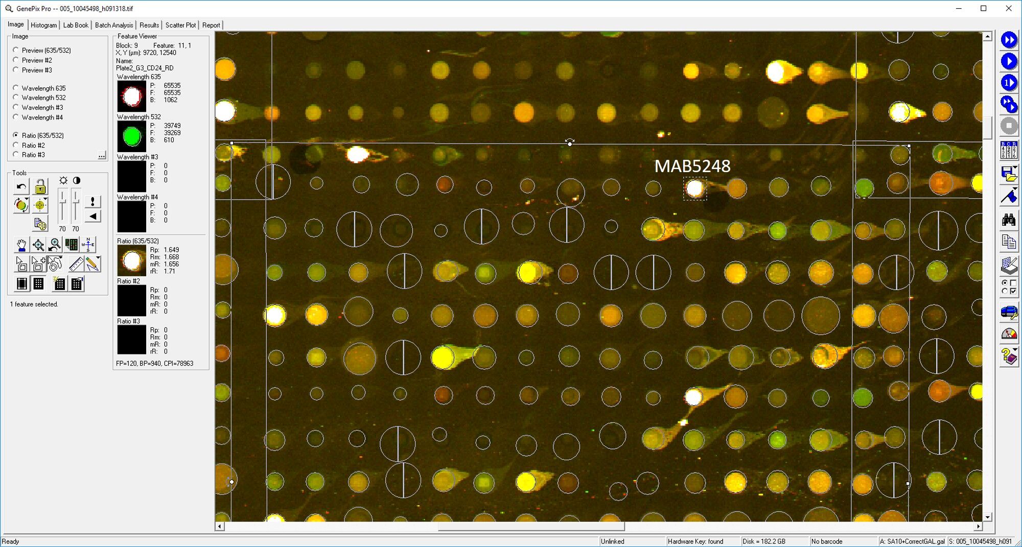 Human CD24 Antibody MAB5248