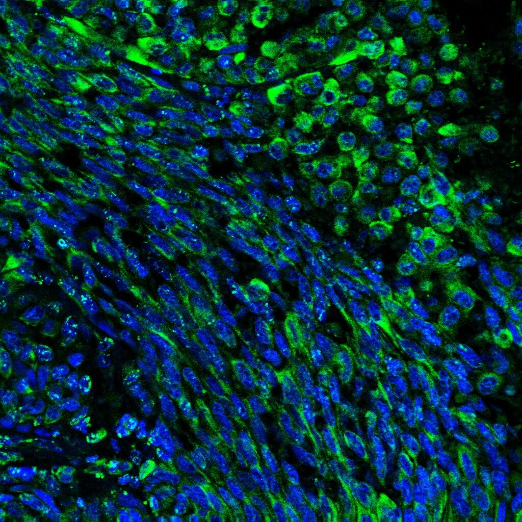 Human CD24 Antibody MAB5248