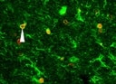 Mouse Pro EGF Antibody MAB5256