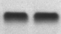 Mouse Fas Ligand/TNFSF6 Antibody MAB5262