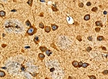 Human mGluR8 Antibody MAB5277