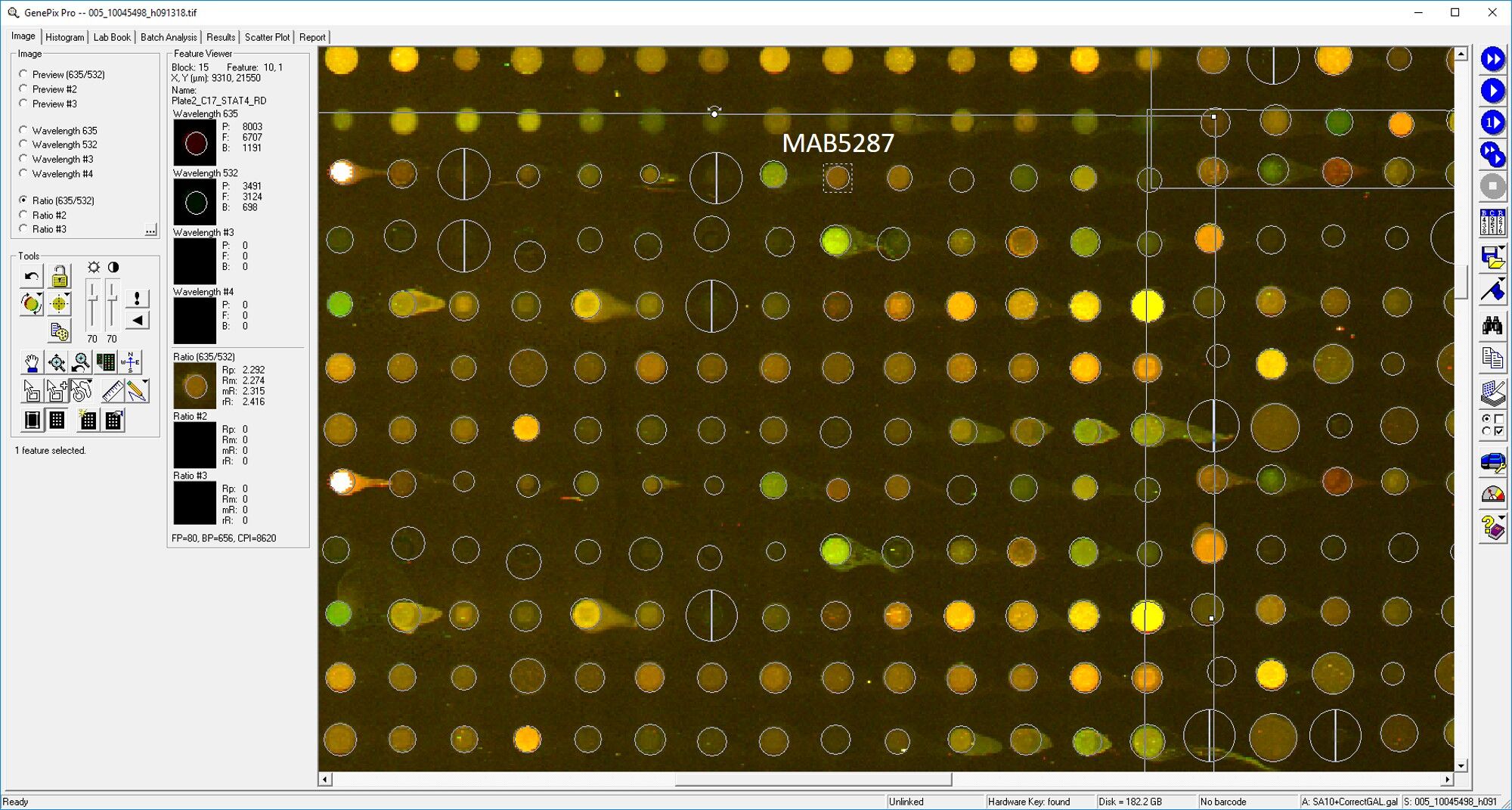 Human/Mouse STAT4 Antibody MAB5287