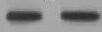 Human/Mouse/Rat ATG5 Antibody MAB5294
