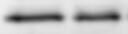 Human/Mouse/Rat Beclin 1 Antibody MAB5295