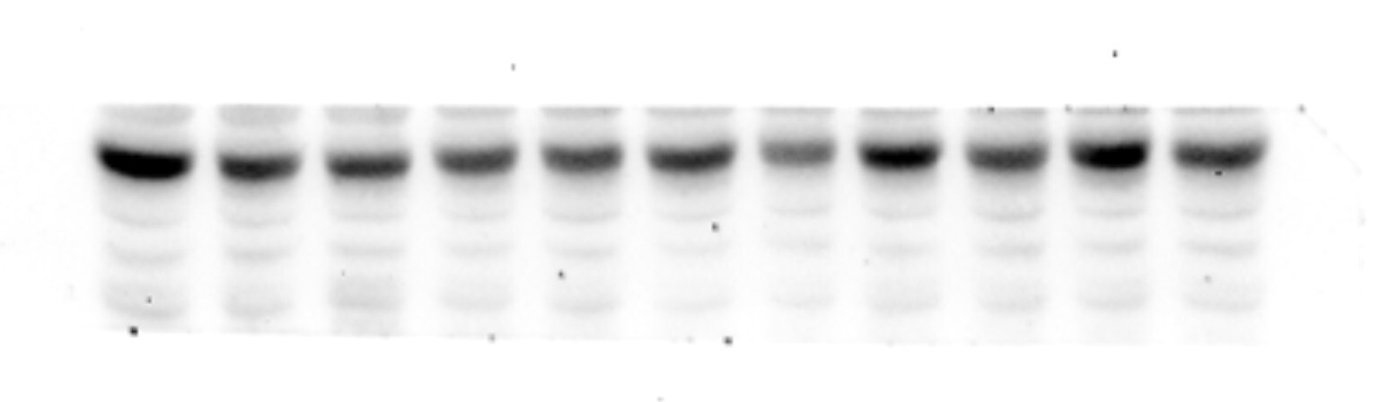 Mouse IL-4R alpha  Antibody MAB530