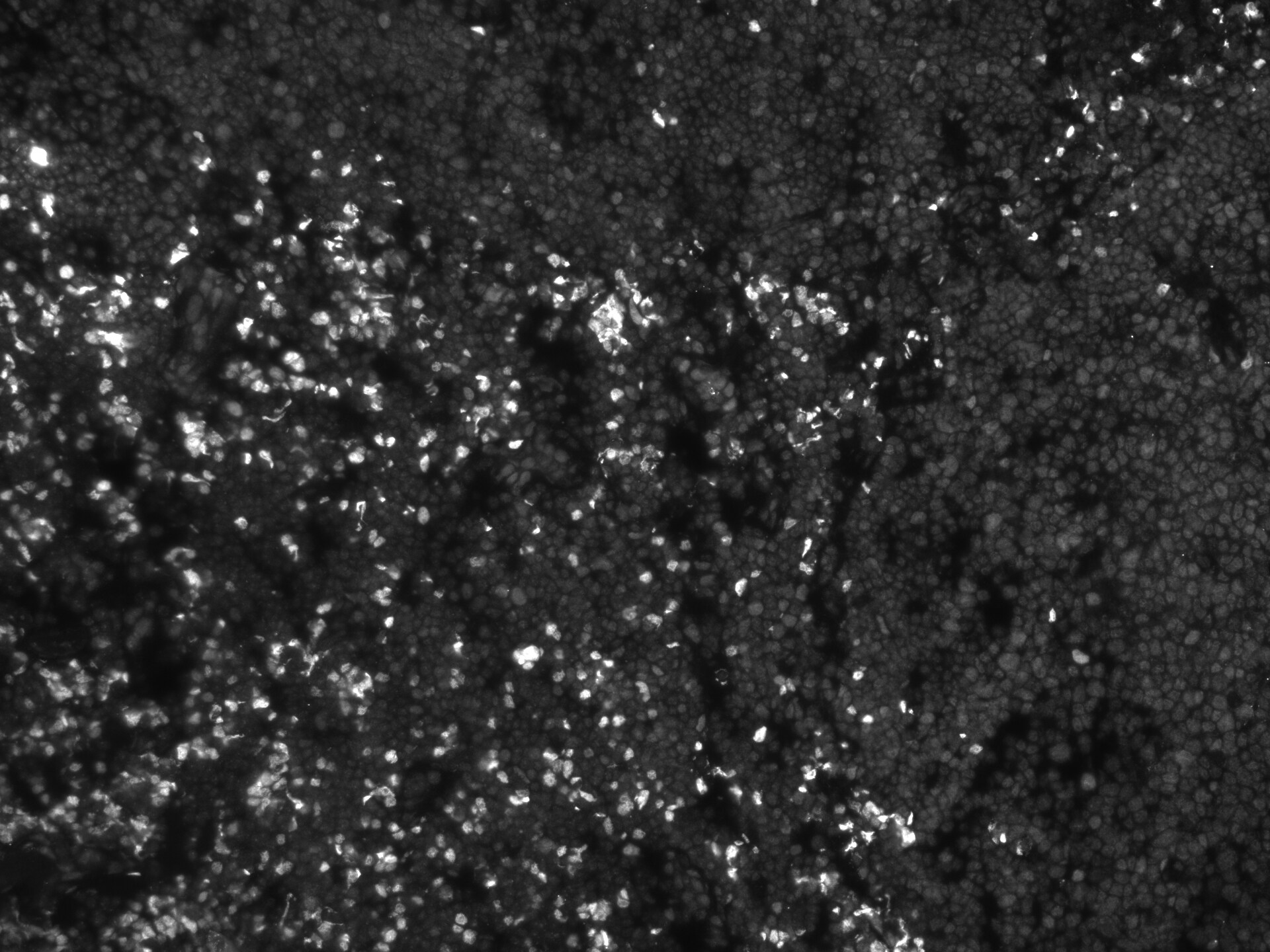 Human T-bet/TBX21 MAb (Clone 525831) MAB53851