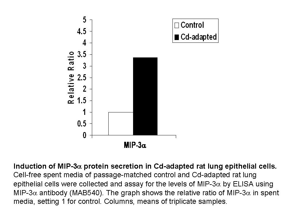 Rat CCL20/MIP‑3 alpha  Antibody MAB540