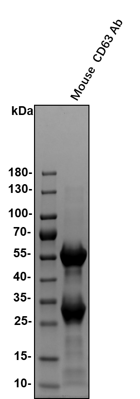 Mouse CD63 Antibody MAB5417