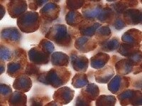 Mouse CD63 Antibody MAB5417
