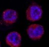 Mouse Semaphorin 3B Antibody MAB5440