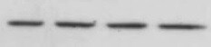 Rat IL‑5 Antibody MAB545