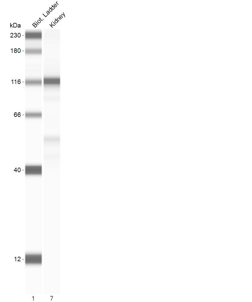 Human NELL1 Antibody MAB5487