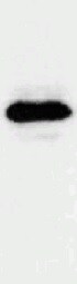 Mouse MMP‑3 Antibody MAB548