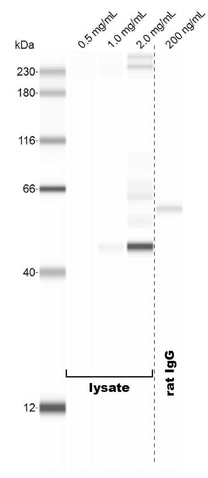 Mouse IL-3R beta  Antibody MAB549