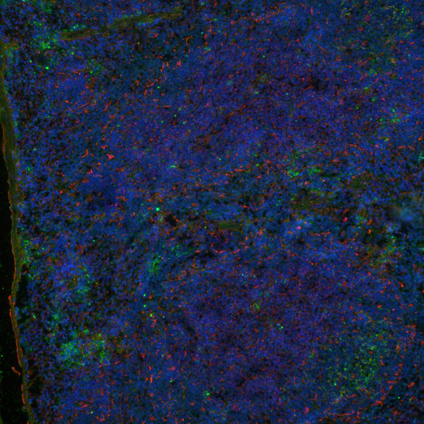Mouse TSLP Antibody MAB555