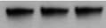 Mouse TSLP Antibody MAB555