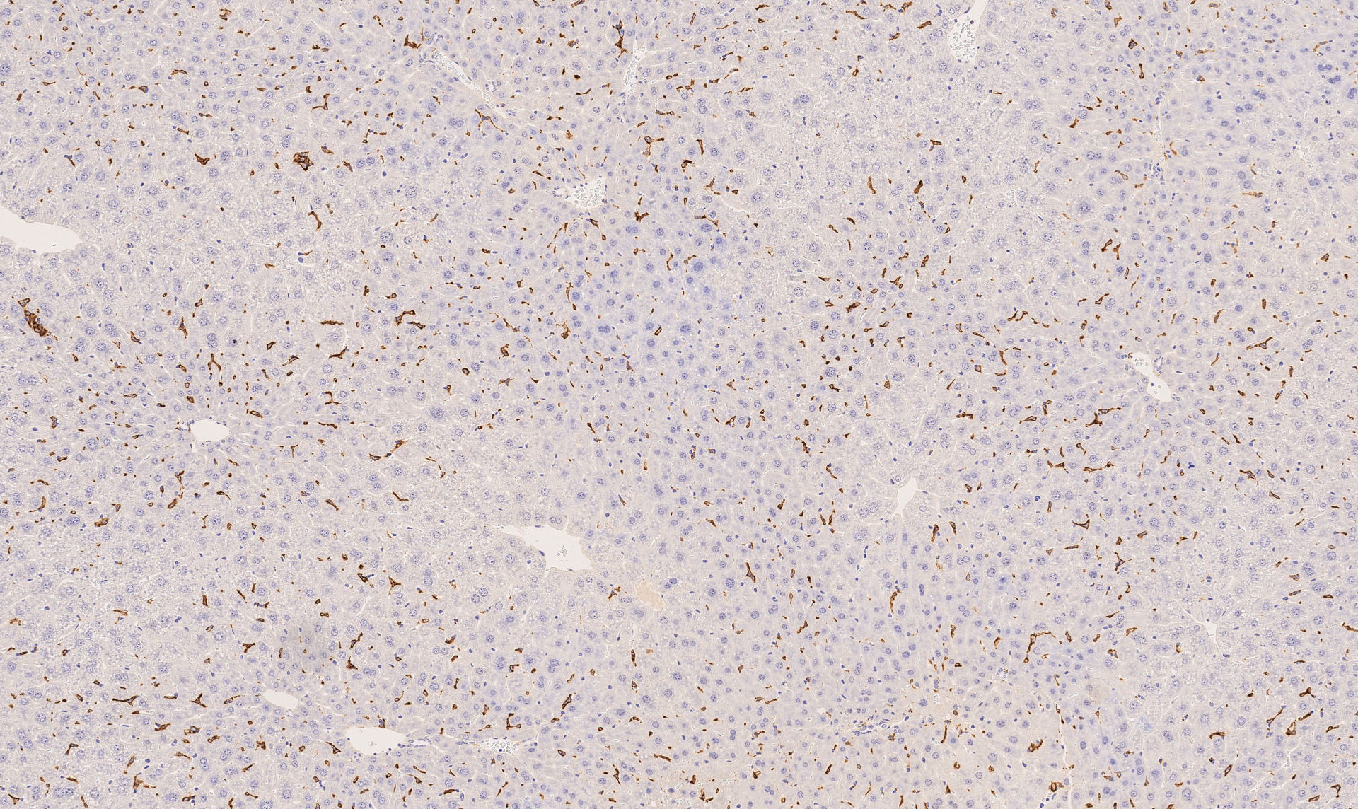 Mouse F4/80 Antibody MAB5580