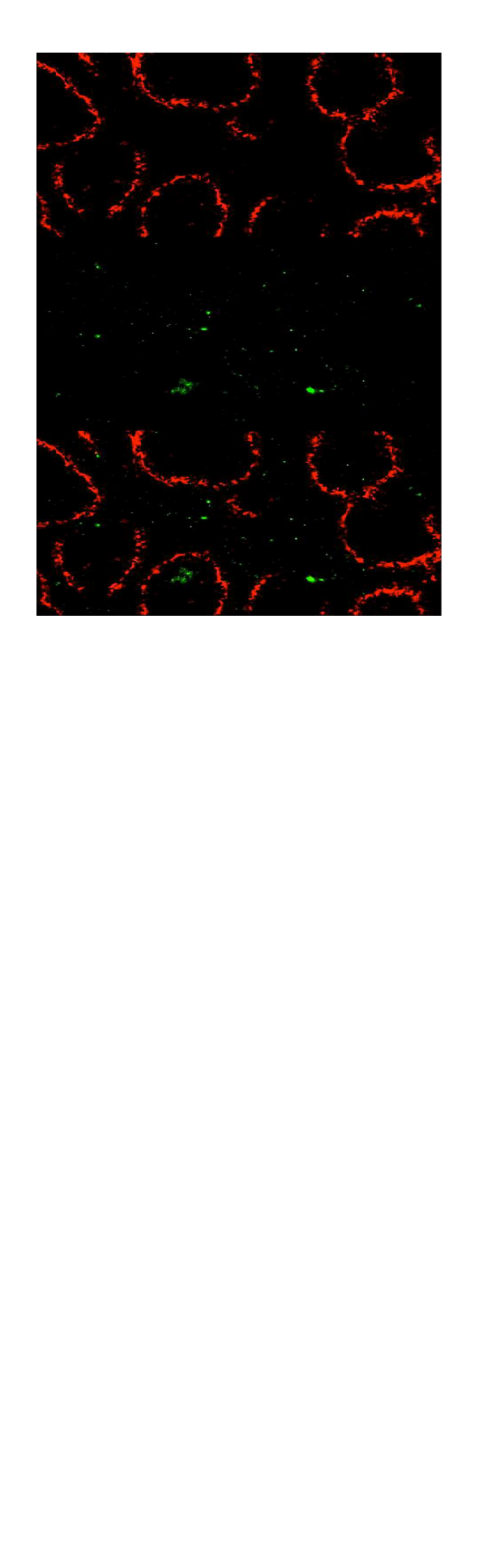 Mouse Siglec‑1/CD169 Antibody MAB5610