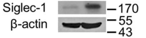 Mouse Siglec‑1/CD169 Antibody MAB5610
