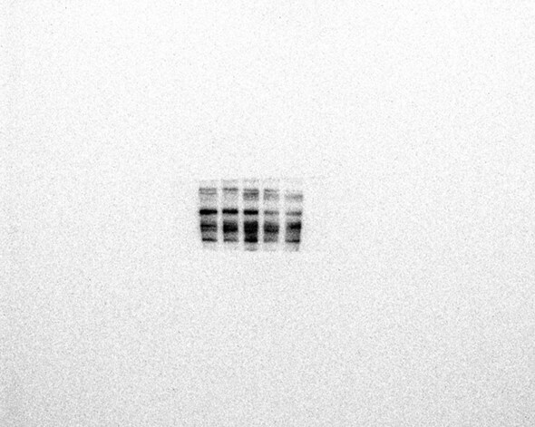 Human Phospho-NFATC1 (S172) Antibody MAB5640