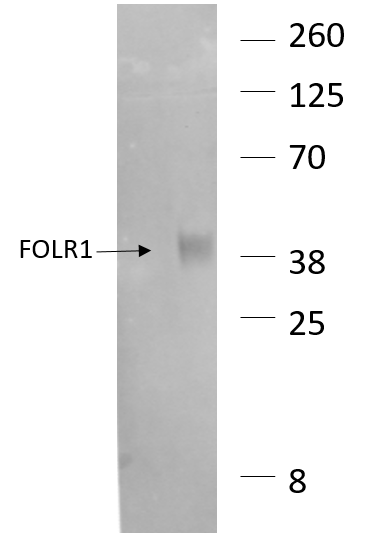 Human FOLR1 Antibody MAB5646