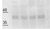 Human FOLR1 Antibody MAB5646