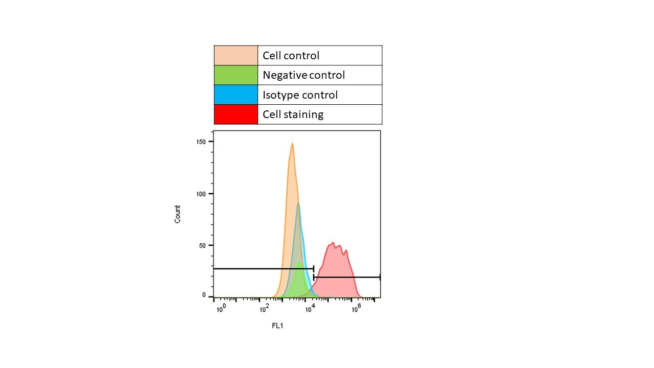 Human FOLR1 Antibody MAB5646
