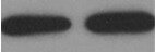 Human FOLR1 Antibody MAB5646