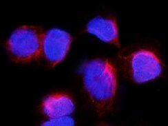 Human IL‑4I1 Antibody MAB5684