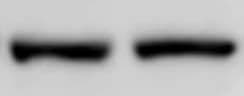 Human/Mouse SOCS‑3 Antibody MAB5696