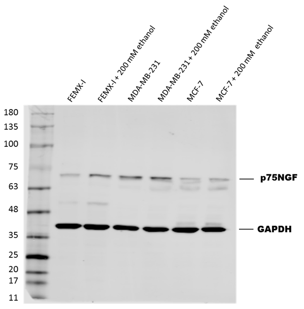 Human/Mouse/Rat GAPDH Antibody MAB5718