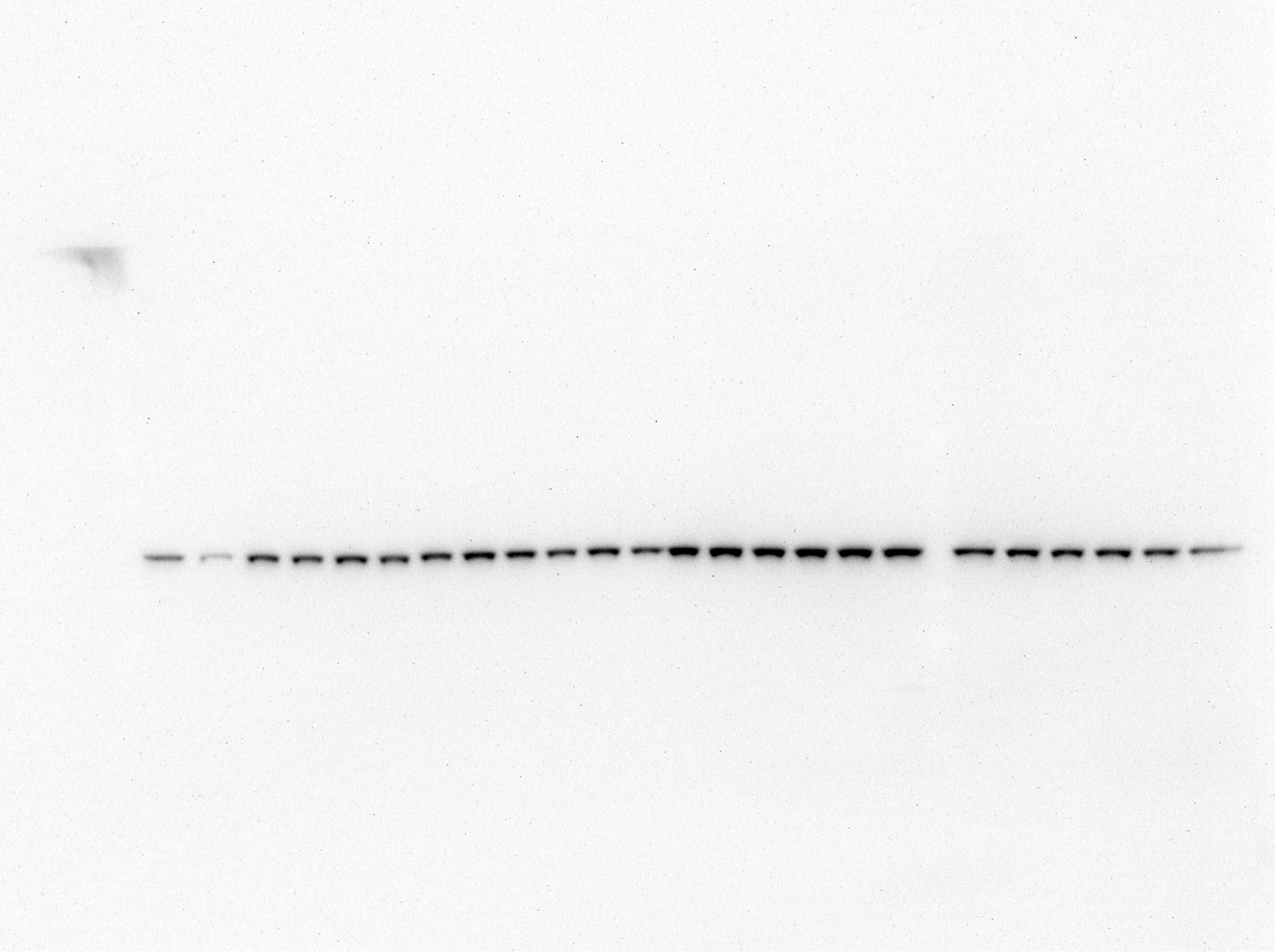 Human/Mouse/Rat GAPDH Antibody MAB5718