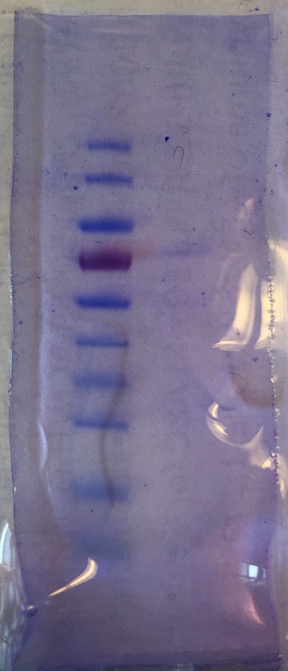 Mouse CX3CL1/Fractalkine Chemokine Domain Antibody MAB571
