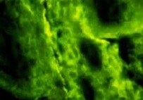 Human/Mouse/Rat Caveolin‑1 Antibody MAB5736